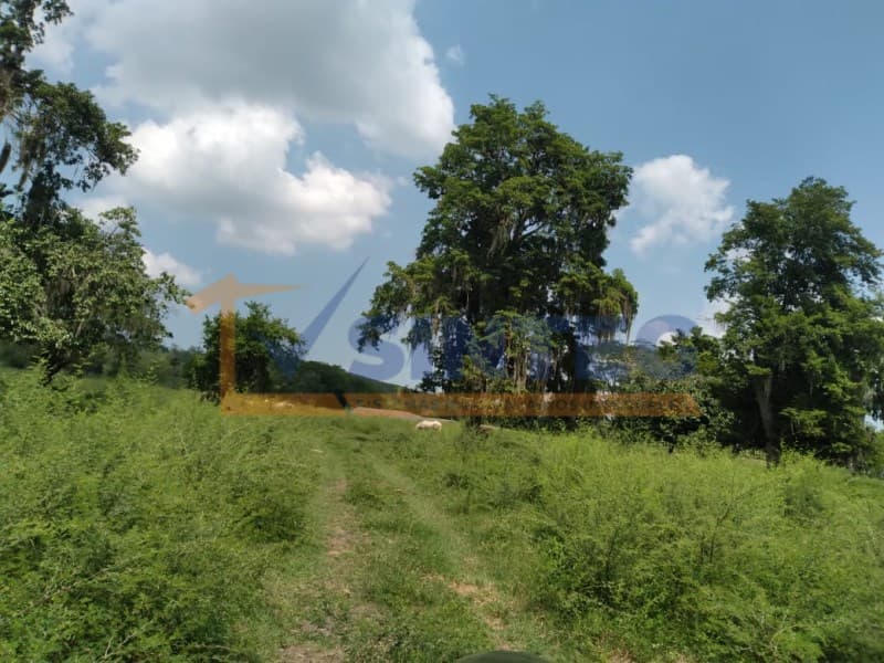 VENTA DE TERRENO 7 HECTAREAS EN CARRETERA POZA RICA - TIHUATLAN, Pajaritos - 1