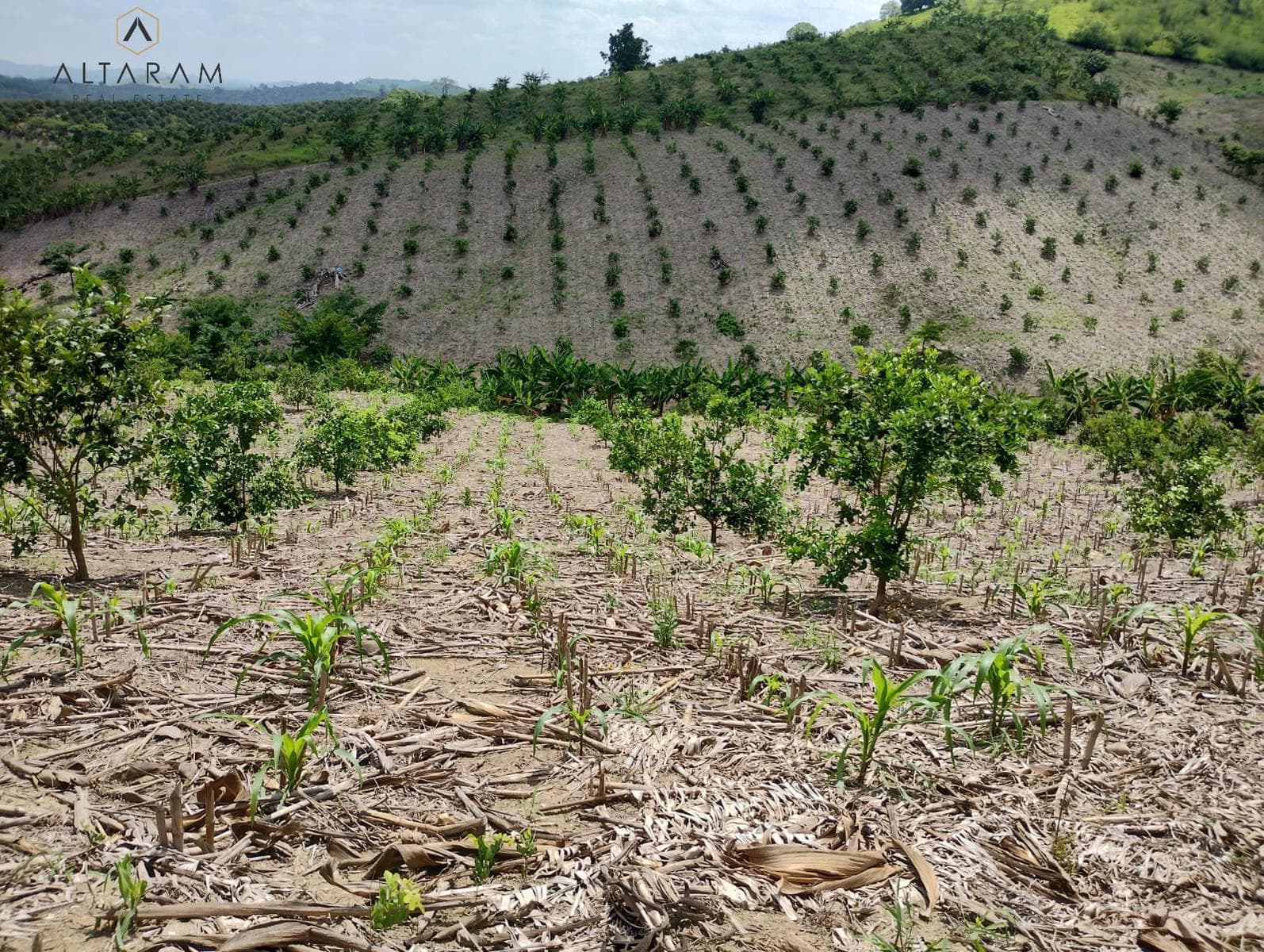 RANCHO EN VENTA EN TIHUATLAN, VERACRUZ. - 1