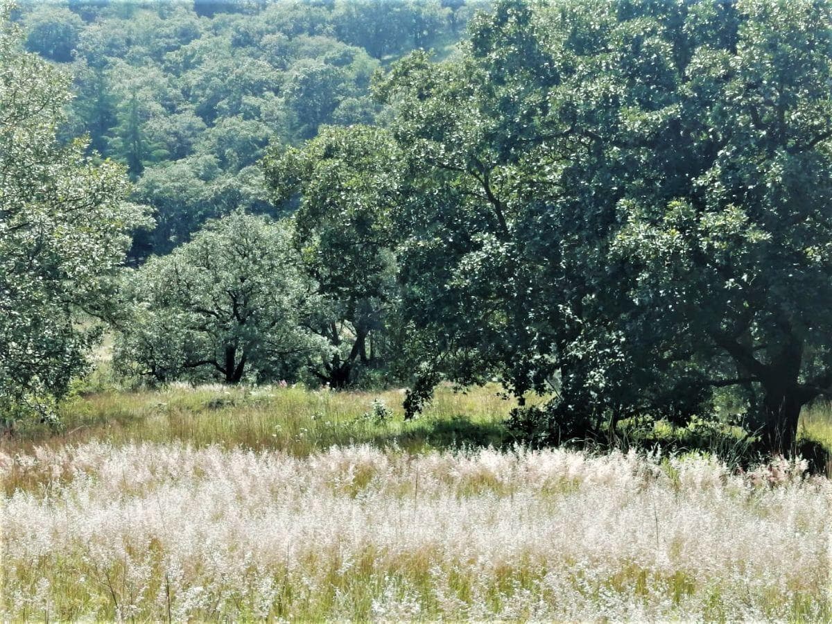 VENTA DE TERRENO EN MACAVACA, CHAPA DE MOTA - 1