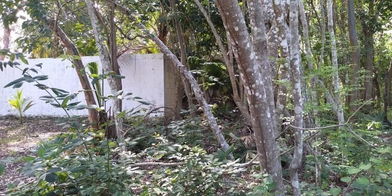 Hermoso frente de laguna en Bacalar con barda, a pocos metros de brisas - 1