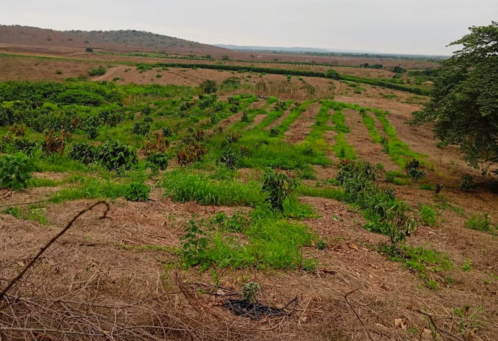 TERRENO EN VENTA TRES MIL HECTAREAS EN SANTA ELENA - 1