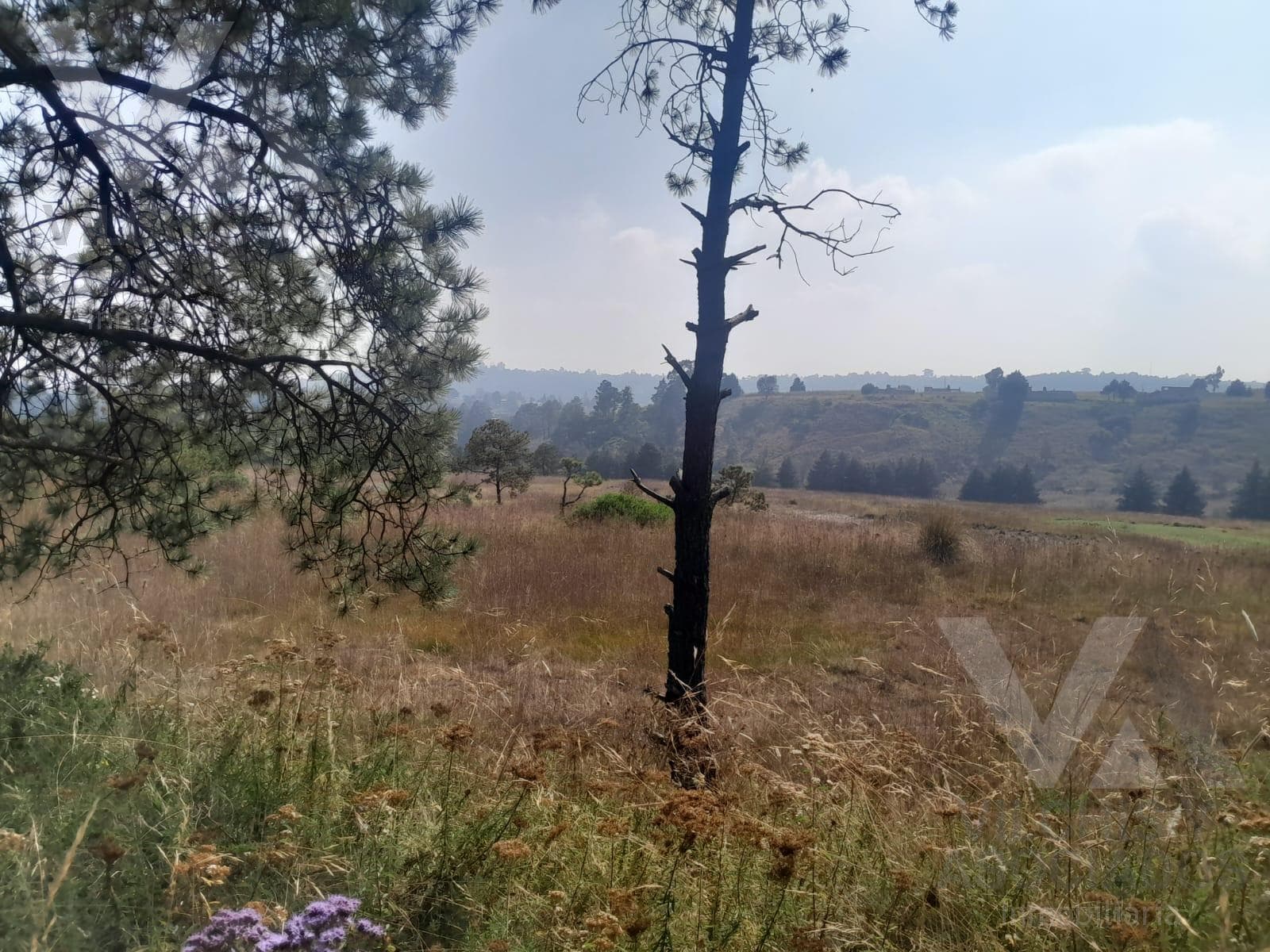 TERRENO INDUSTRIAL EN VENTA EN SAN MIGUEL ALMOLOYAN - 1