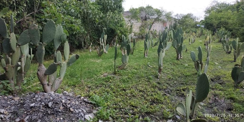 Terreno - Tlaquiltenango - 1