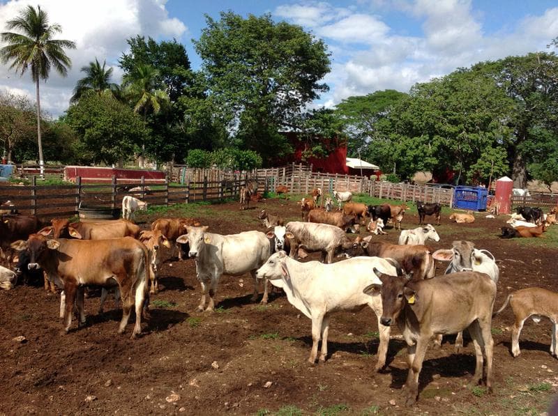 RANCHO GANADERO EN VENTA 73 HECTAREAS LOS RAMONES NUEVO LEON - 1