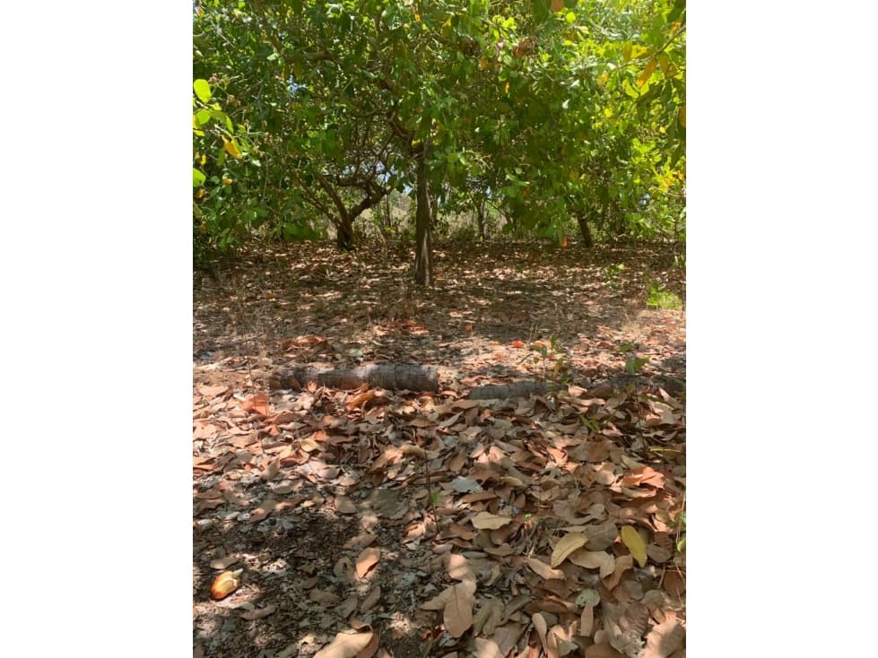 Terreno en venta en barra de Coyuca - 1