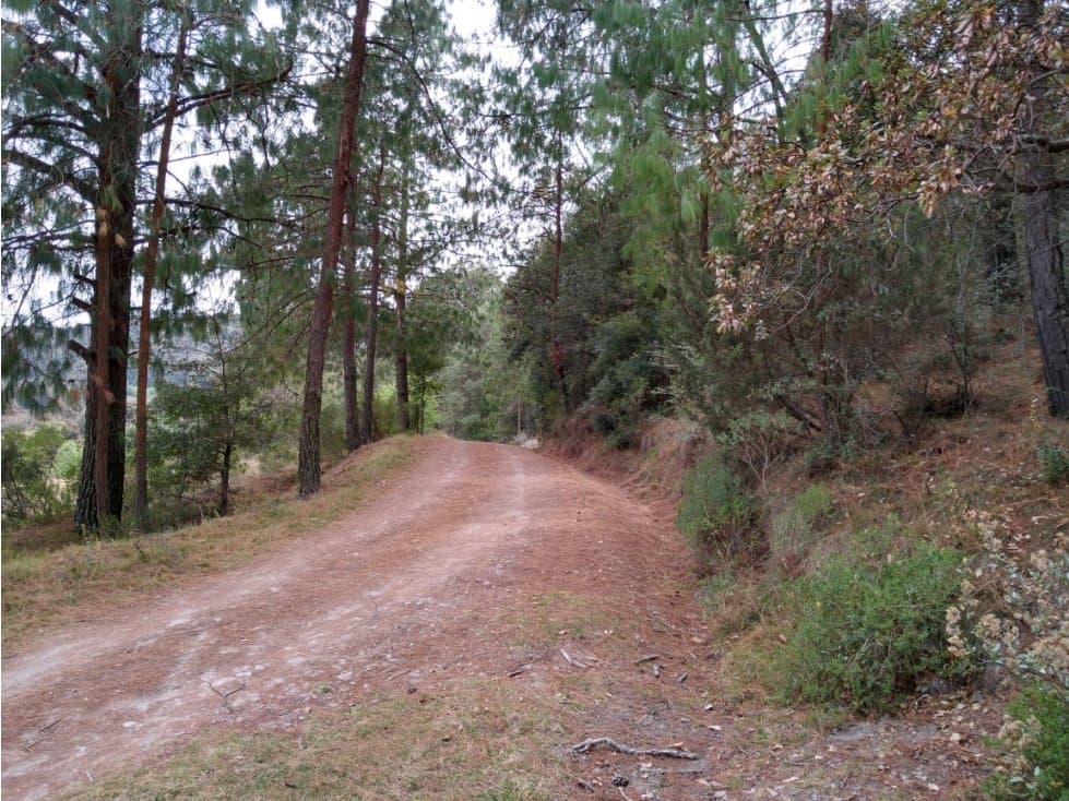 TERRENO BOSQUE VENTA EN OMITLAN, HIDALGO 17 HECTAREAS $40 PESOS METRO - 1