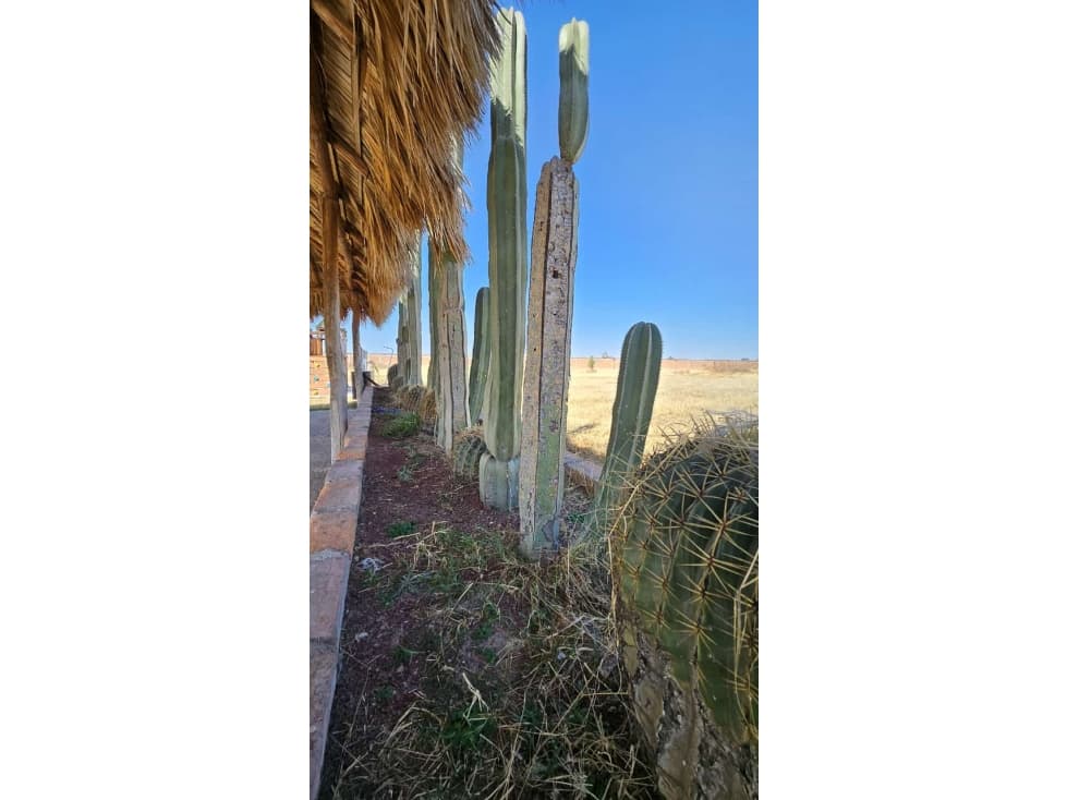 03176 VENTA DE LOTE CAMPESTRE AL ORIENTE,CAMPESTRE ARBOLADA,AGS - 1