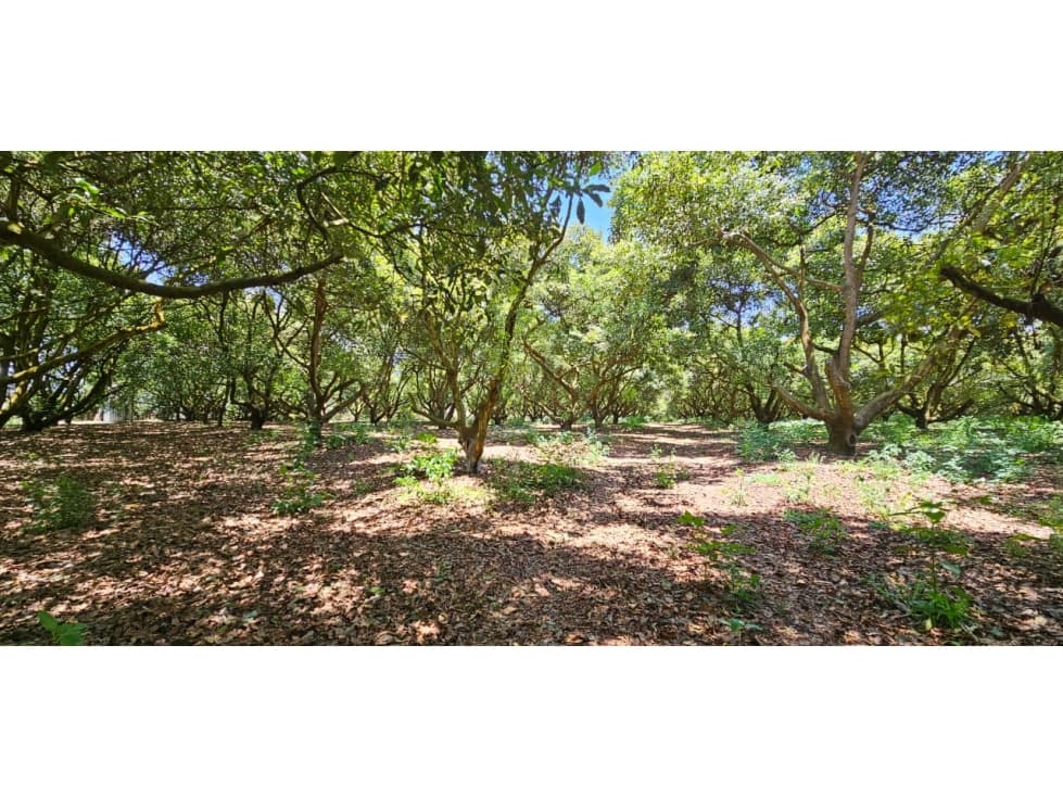 Huerta en venta en Michoacán - 1