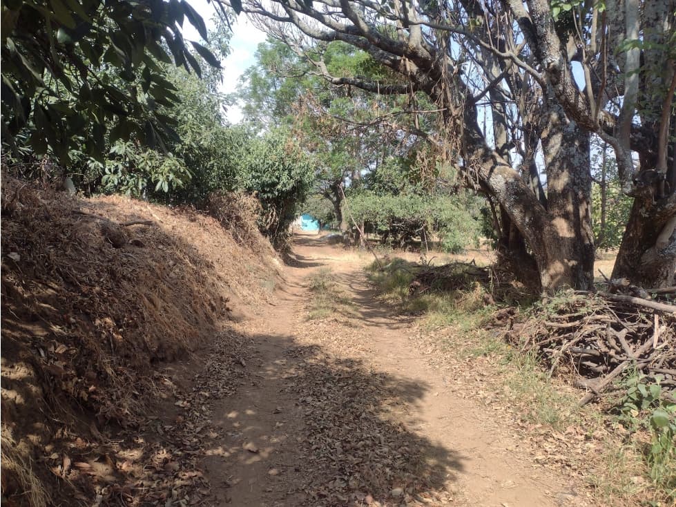 VENTA DE TERRENO CON HUERTA AGUACATERA EN COATEPEC HARINAS EDOMEX - 1