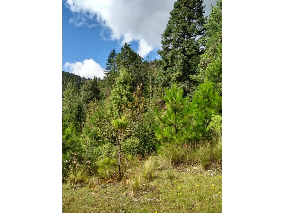 TERRENO EN VENTA EN TLAXCO TLAX - 1