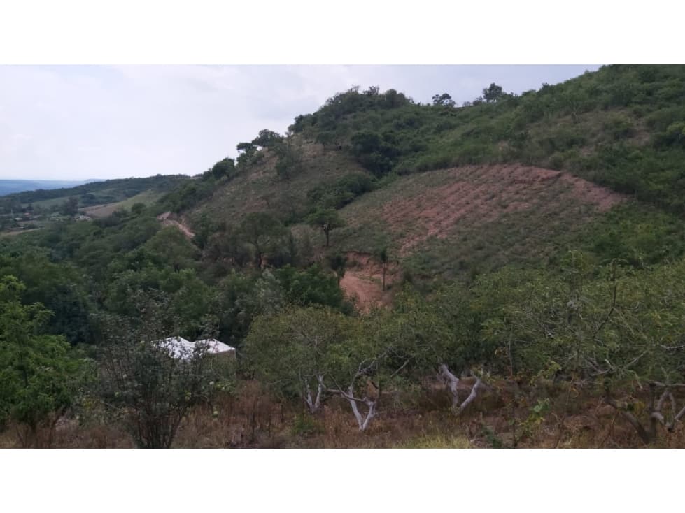 TERRENO EN VENTA CON AGAVE TEPATITLAN - 1