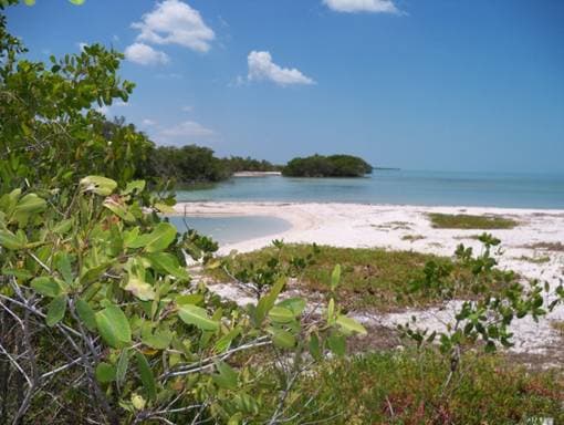 TERRENO CON 186 HAS, 4000 M PLAYA  CAMPECHE JUNTO A CELESTUN - 1
