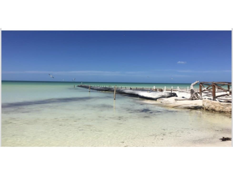 Vendo terreno frente al mar!! ISLA DE HOLBOX - 1
