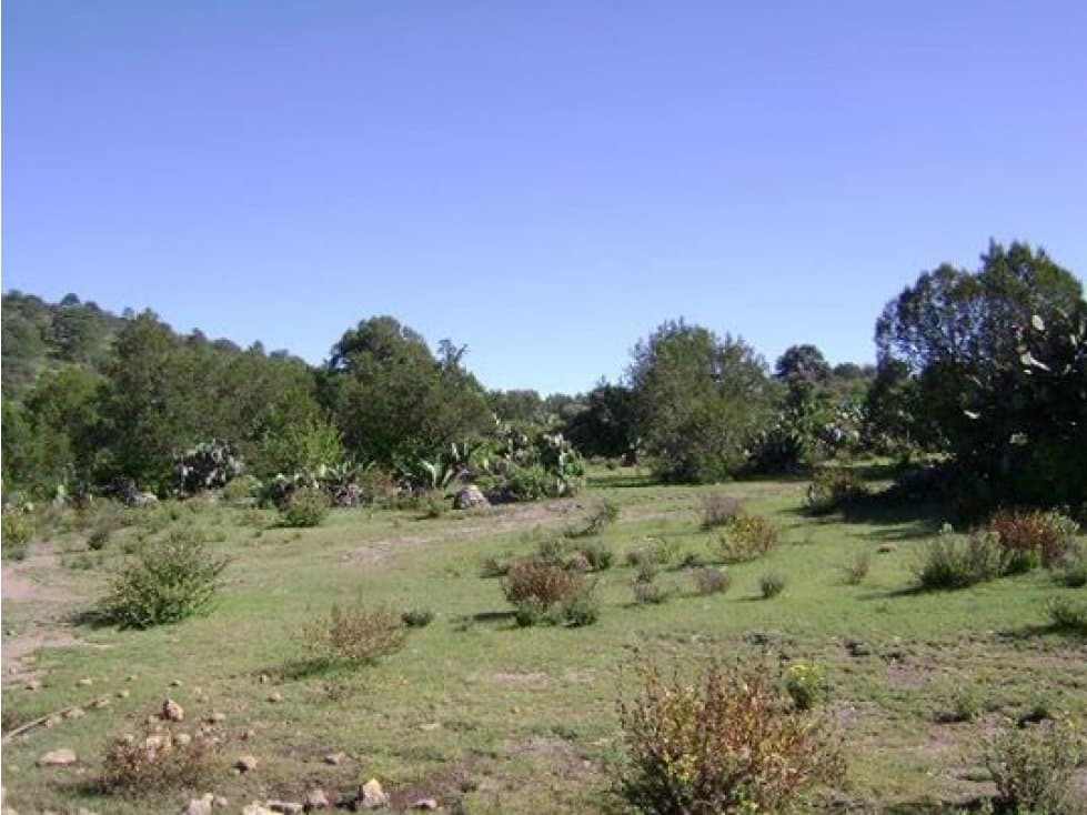 VENDE TERRENO DE 65 HECTAREAS, EN EPAZOYUCAN, HIDALGO - 1