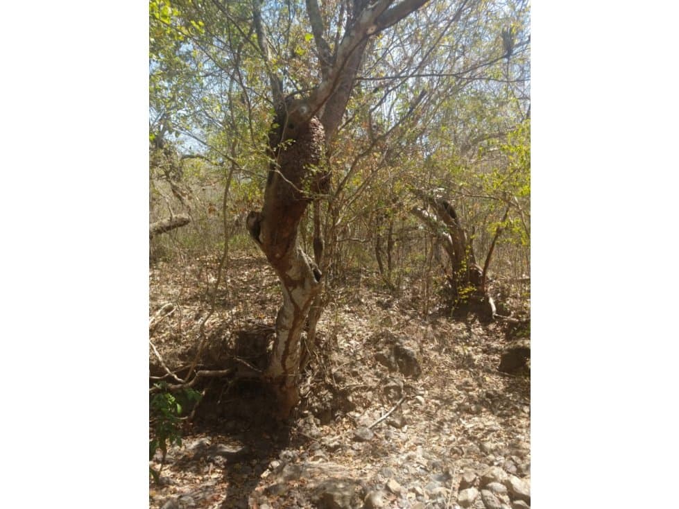 Rancho las varas - 1