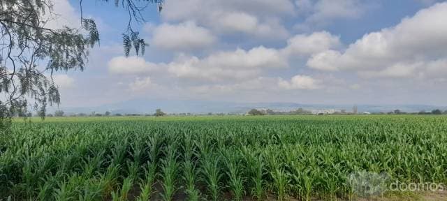 Rancho en venta Manuel Doblado Gto. - 1