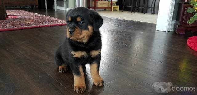 cachorros de Rottweiler macho y hembra - 1