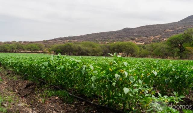 VENTA DE 45 HECTÁREAS EN  GTO YURIRIA  / AGUA,LUZ, PEGADAS AL PUEBLO MÁGICO - 1