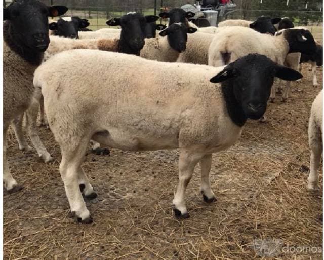Venta de ganado, vaquillas, toros, terneros, novillos y vacas. - 1