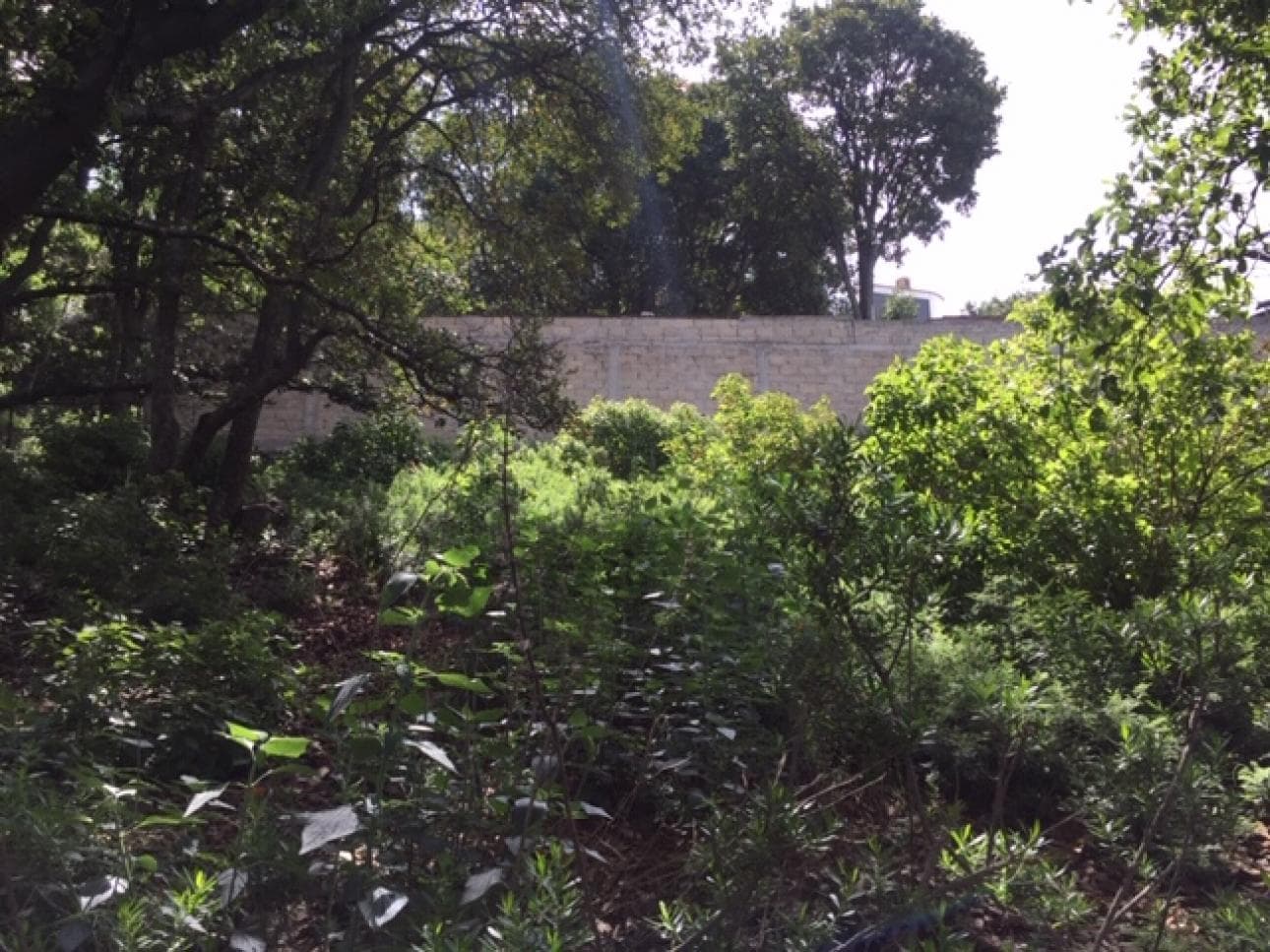 AMPLIO TERRENO EN VENTA UBICADO EN SAN MIGUEL CAÑADAS. - 1