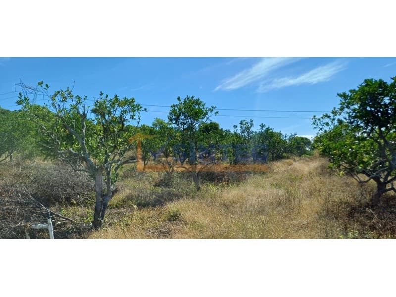 VENTA DE TERRENO DE 4 HECTAREAS, CONGREGACION MIGUEL HIDALGO, Hidalgo - 1