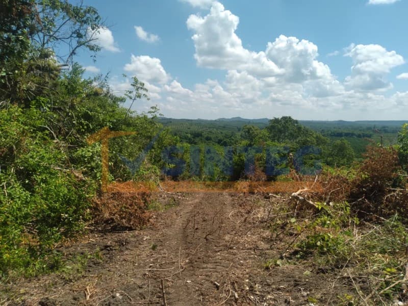 VENTA DE TERRENO 8 HECTAREAS EN CARRETERA POZA RICA - TIHUATLAN, Pajaritos - 1