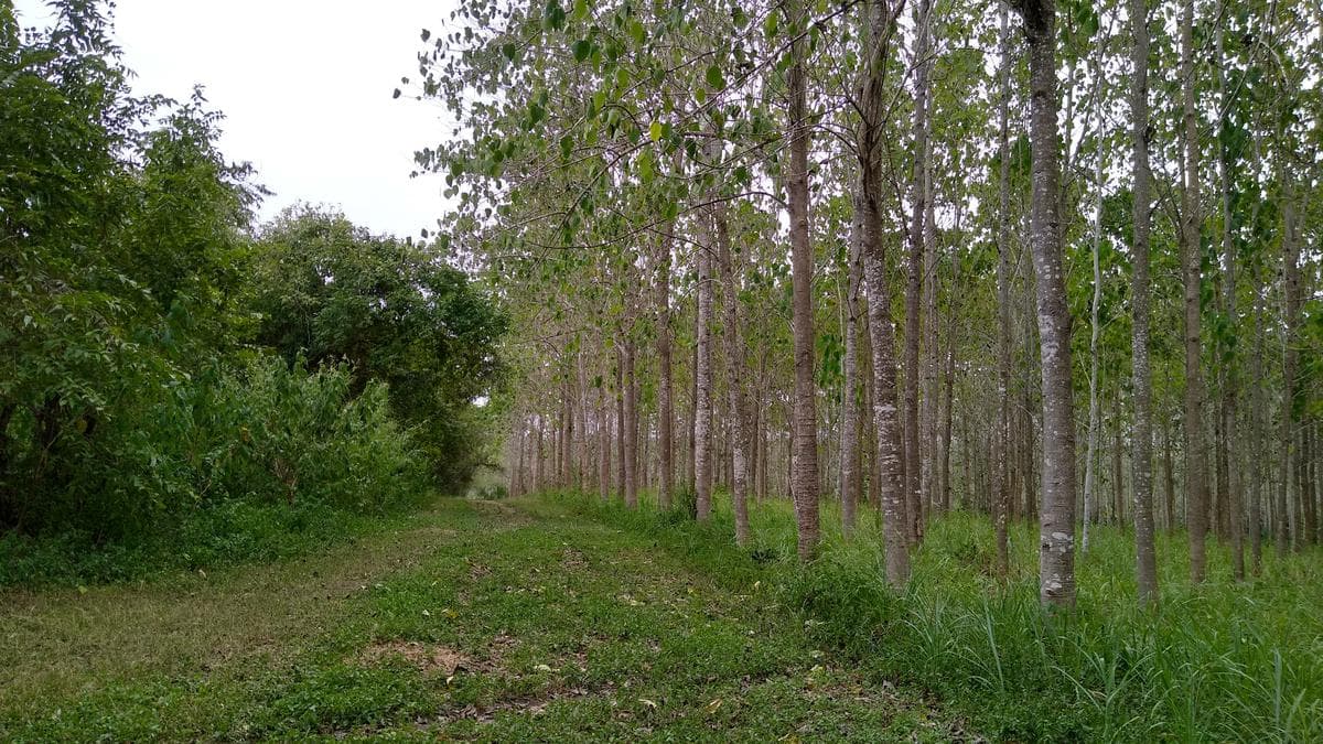Terreno con Arboles en Venta en Chicayan Veracruz - 1