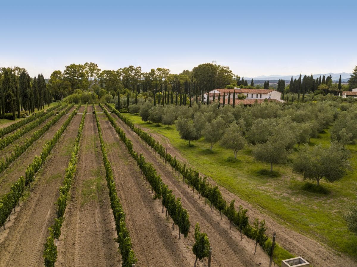 Terreno en Venta en fraccionamiento con viñedos en Dolores - 1