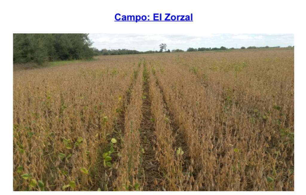 Campo EL Zorzal en Madariaga - 1