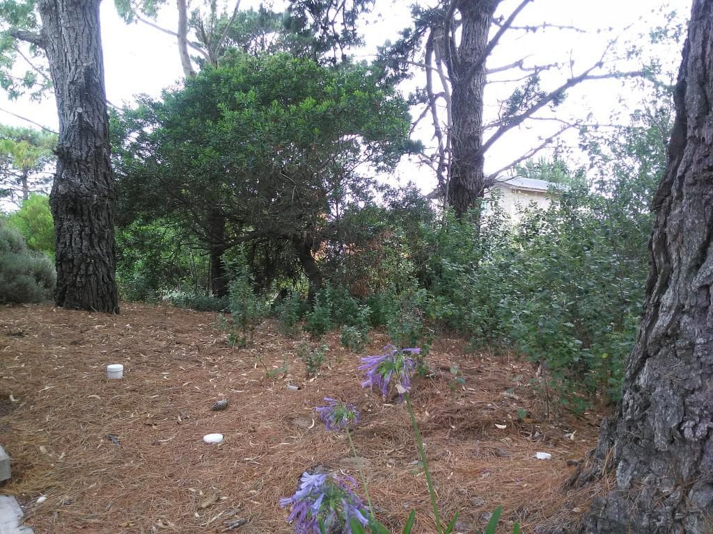 Terreno - Venta - Las Gaviotas - 1