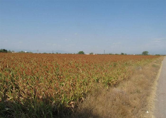 Terreno - La Biznaga - 1
