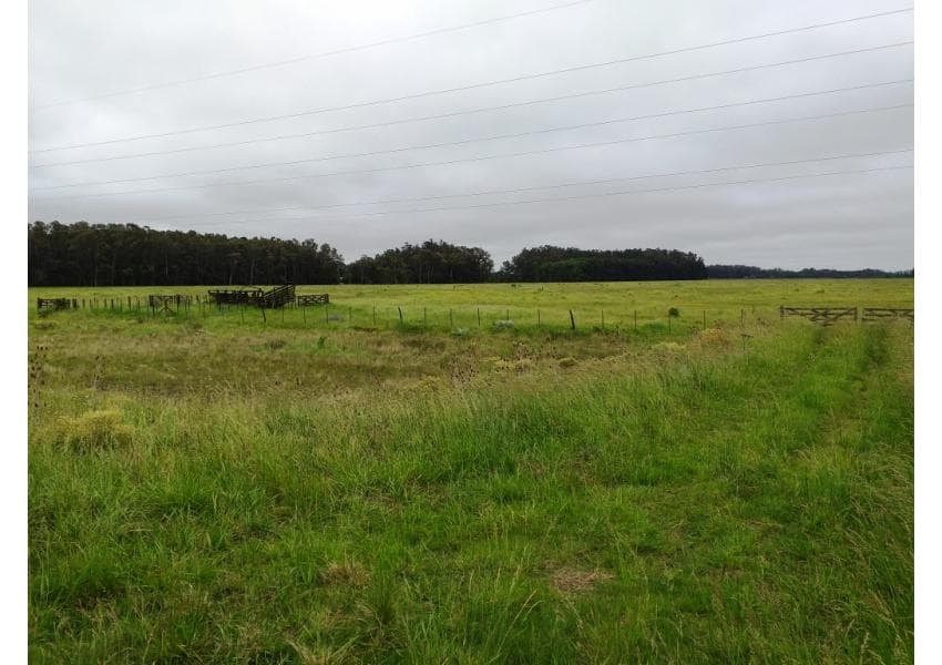 Campo en Venta de 93 Has, sobre Ruta 36, Veronica (P.Indio) - 1