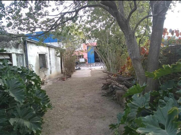 Casa - Tostado - 1