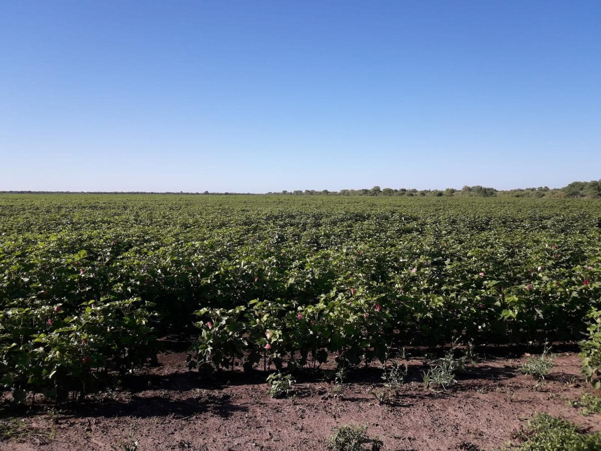 Campo - Tostado - 1