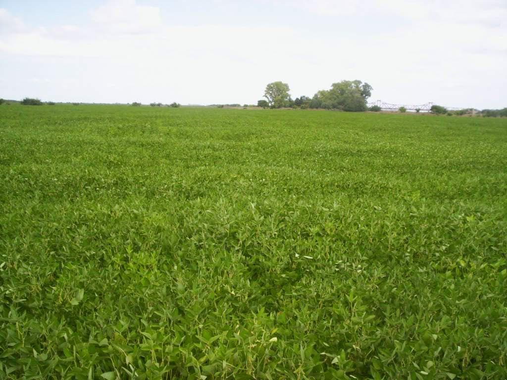 Campo - General Madariaga Campo en Venta 90 Hectáreas Gral Madariaga - 1