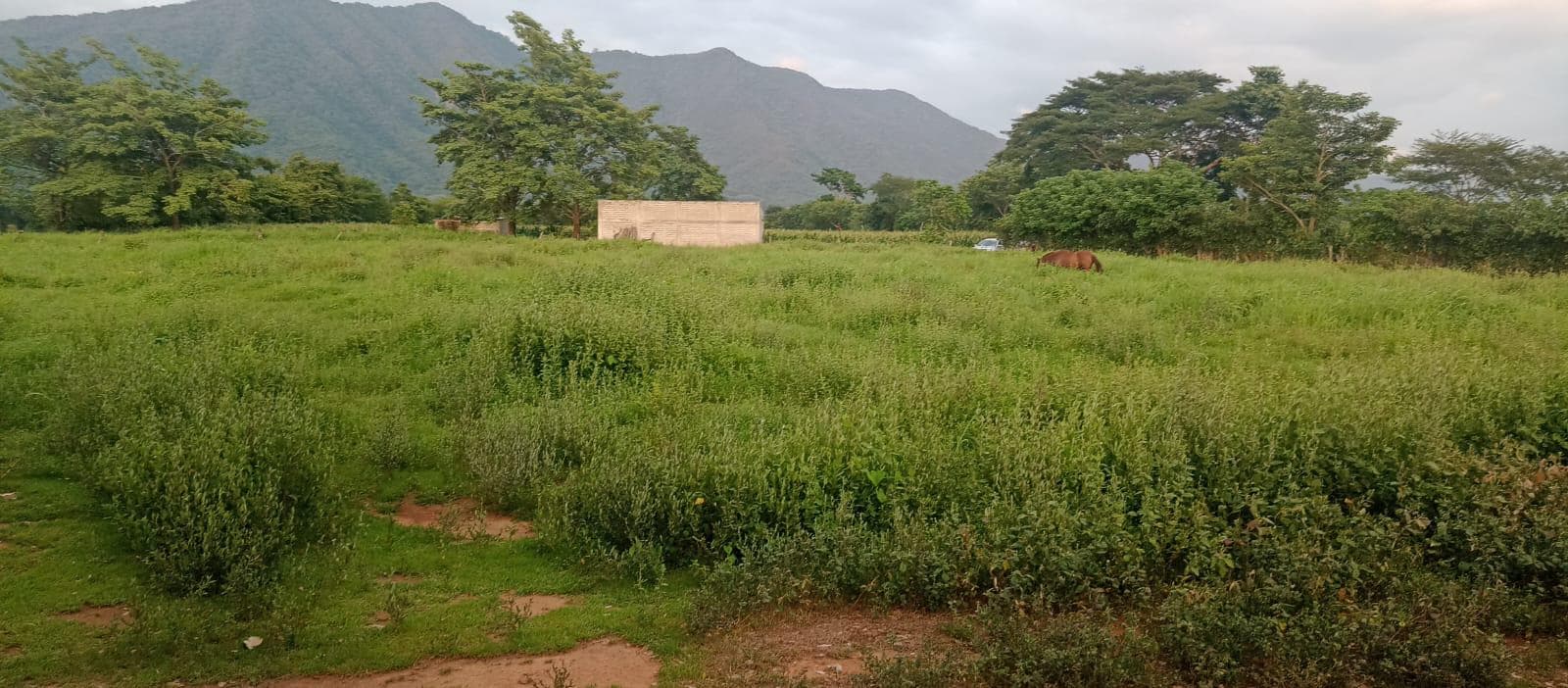 Huerta de Limón Persa en VENTA en el Ejido Benito Juárez, Villaflores. - 1