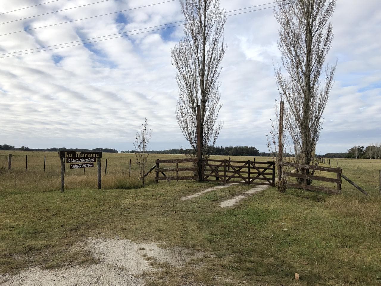 Campo - Veronica - 1
