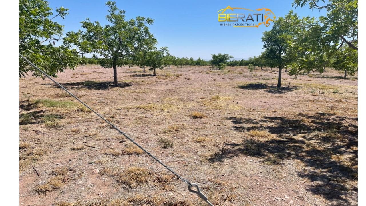 TERRENO RUSTICO AGRICOLA CON HUERTA DE NOGAL EN MEOQUI CHIHUAHUA - 1