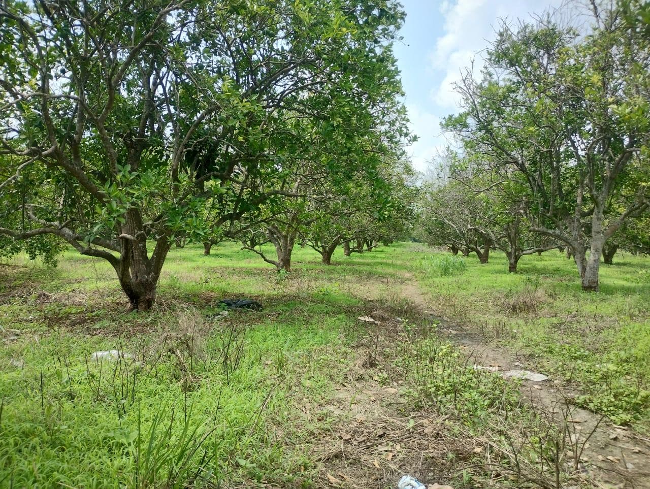 RANCHO EN VENTA EJIDO NUEVO CARRETERA TIHUATLAN, POZA RICA VERACRUZ - 1