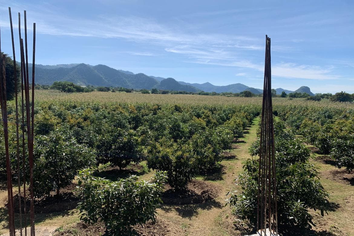 Terreno Venta Malinalco, con 240 arboles de aguacate - 1