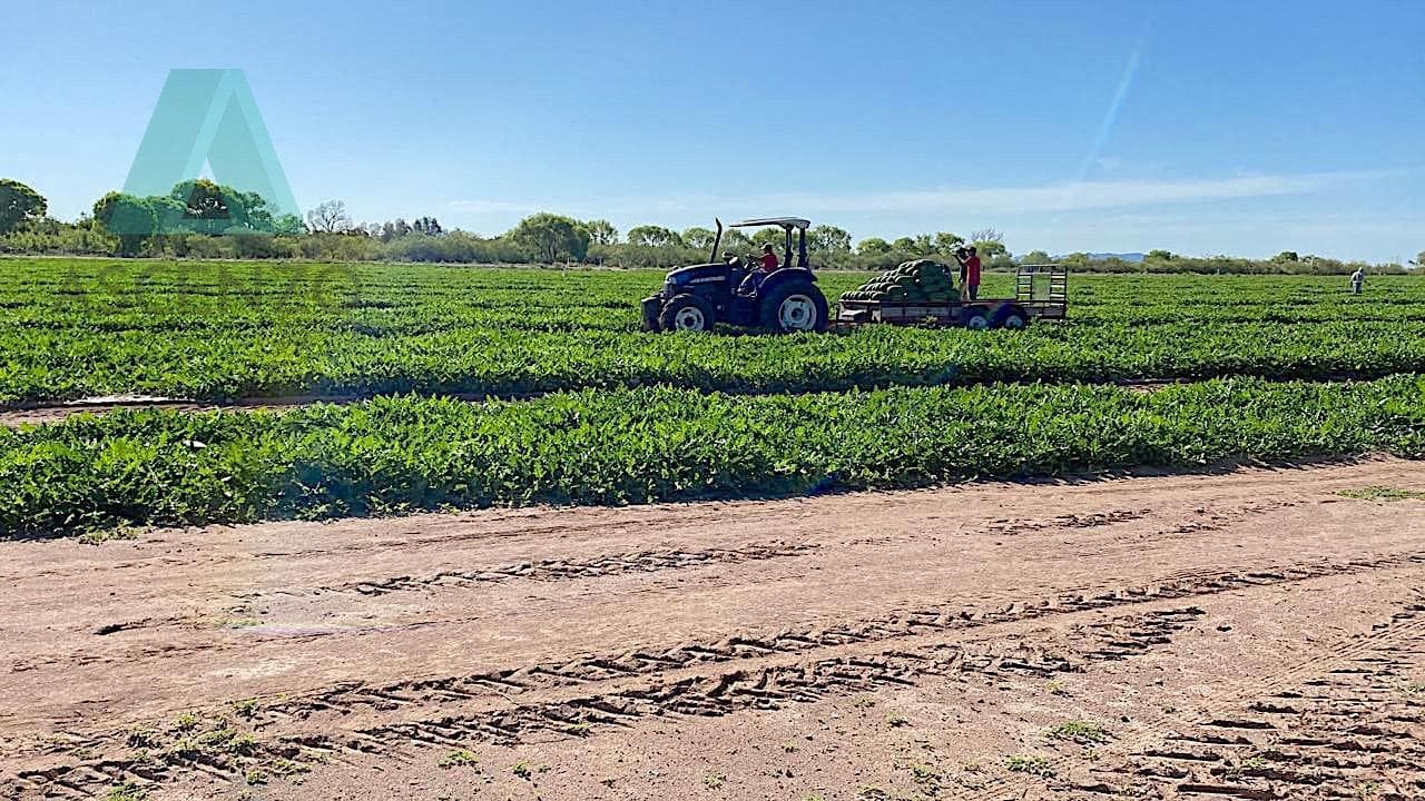 Venta de Rancho Agrícola por Cd. de Meoqui, Artbol - 1