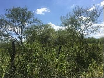 Terreno en El Brasil, Linares N.L. - 1