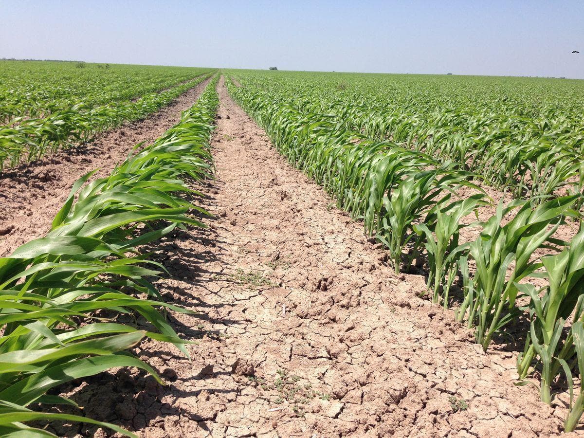 Se vende rancho agrícola Matamoros San Fernando tamaulipas - 1