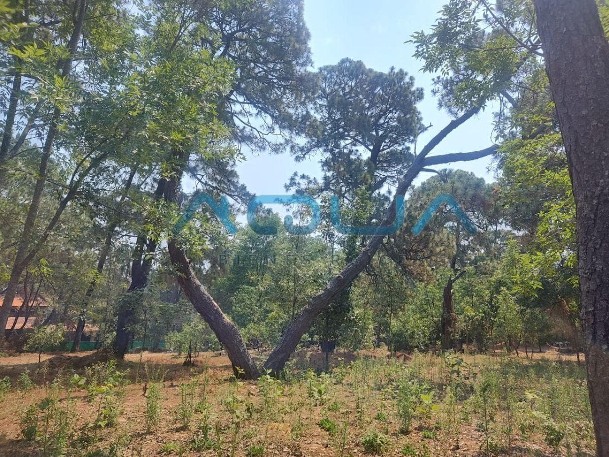TERRENO EN RENTA, LA PARRA - 1