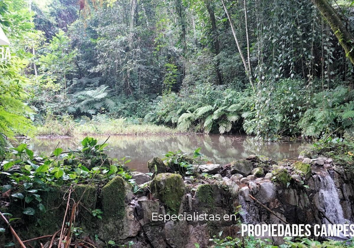 TERRENO GRANDE PARA ECOTURISMO SEMIPLANO - 1