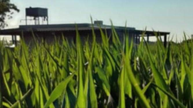 Campo - Pergamino - 1