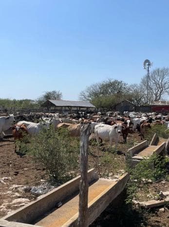 Quinta en venta 672 hectáreas en Panaba Yucatán México - 1