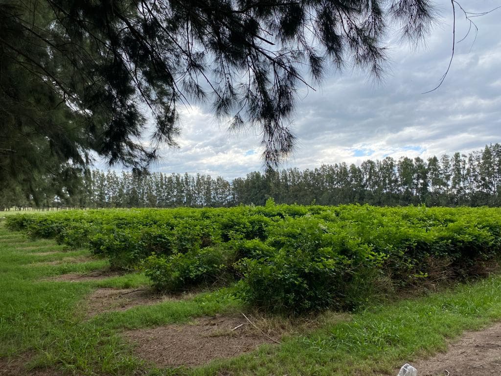 Chacra en venta San Andres de giles 36 ha - 1