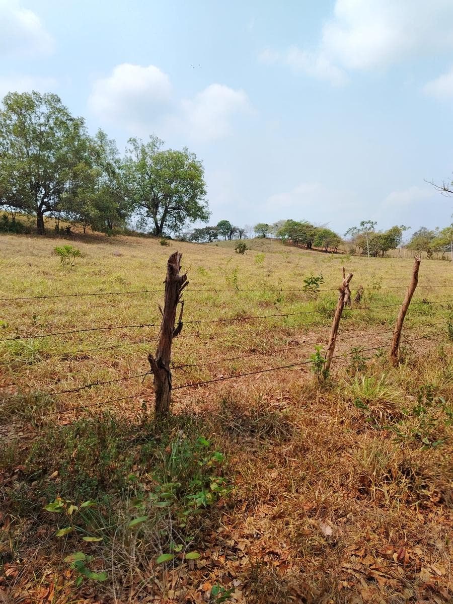 TerrenTERRENO EN VENTA EN PALOGACHO TUXTEPEC OAXACAo en - 1