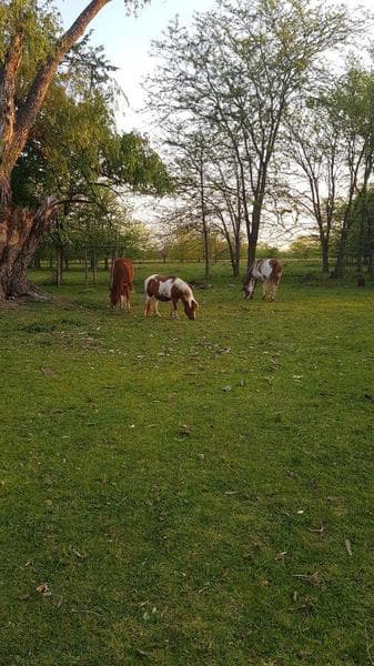 Vendo lote de 2 hectáreas con casa y galpón Villa Espil- PERMUTA POR PROPIEDAD EN ZONA SUR!!! - 1